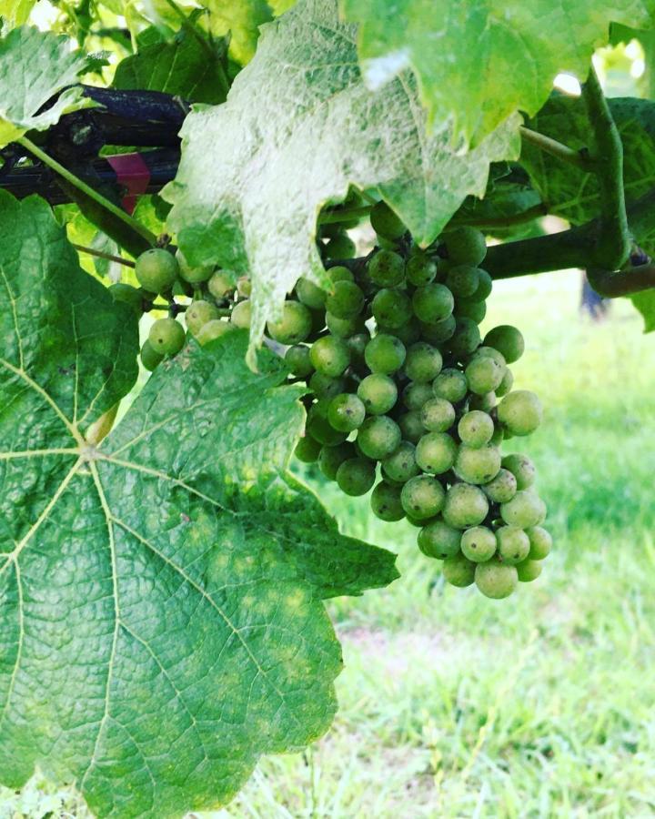 & On A Real Norfolk Vineyard