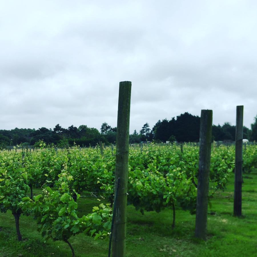 Holiday home & On A Real Norfolk Vineyard Norwich