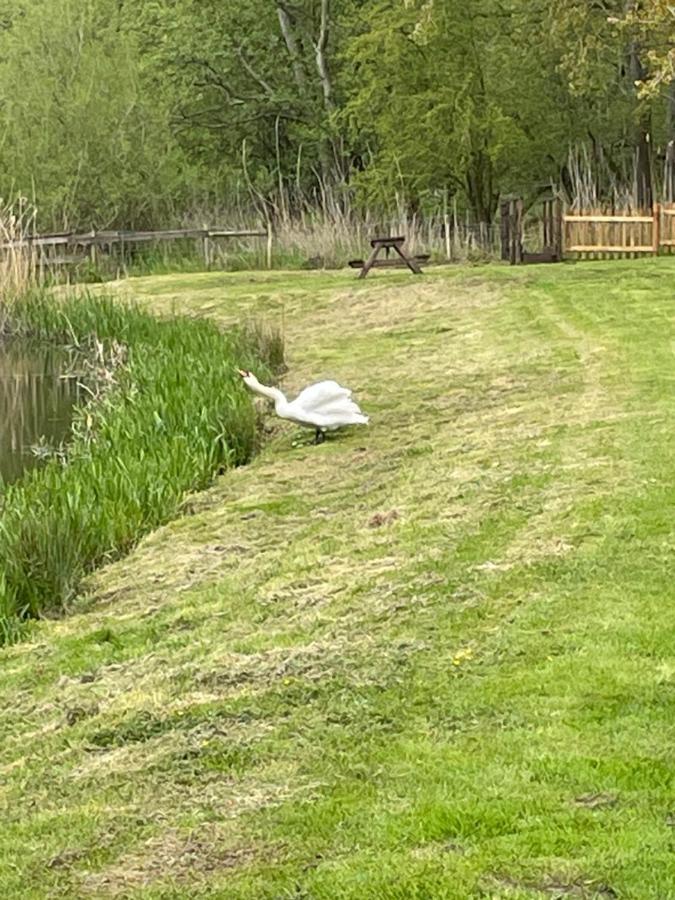 Willow Glamping Norwich